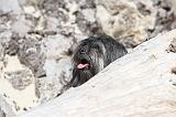 PETIT CHIEN LION 065